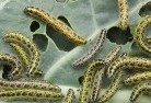 Banjupgarden-pests-and-diseases-6.jpg; ?>